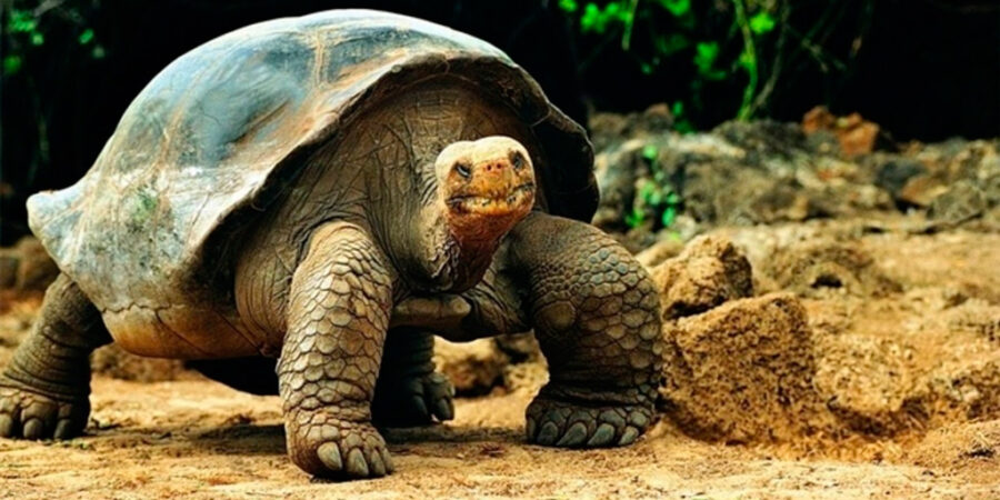 TORTUGA GIGANTE DE GALAPAGOS