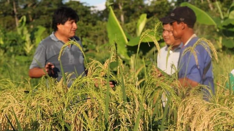 EVO COSECHA ARROZ EN EL CHAPARE