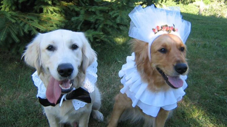 matrimonio-entre-perros