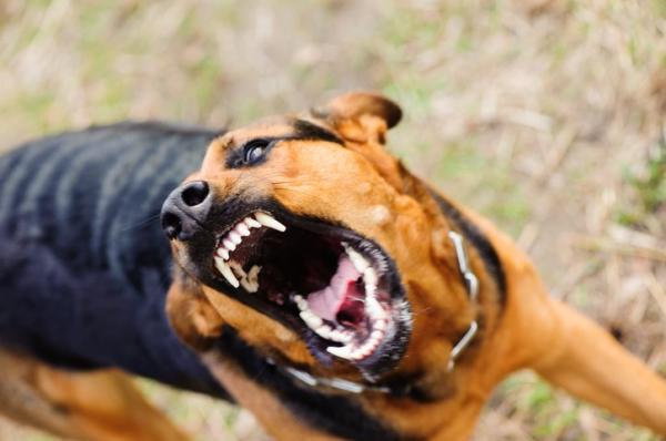 sintomas_de_la_rabia_en_perros