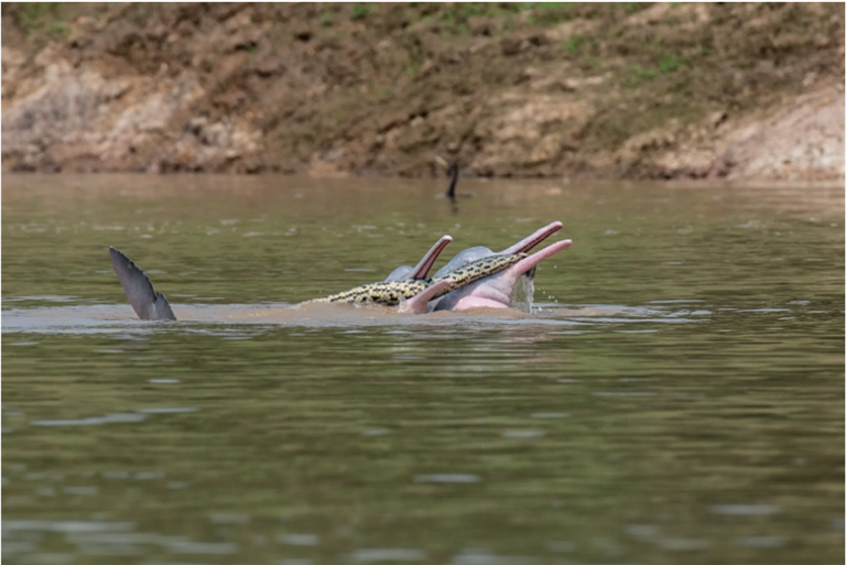 ANACONDA CON BUFEO EN BOLIVIA