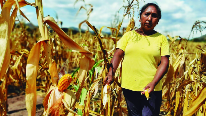 PRODUCCION DE MAIZ STA CRUZ