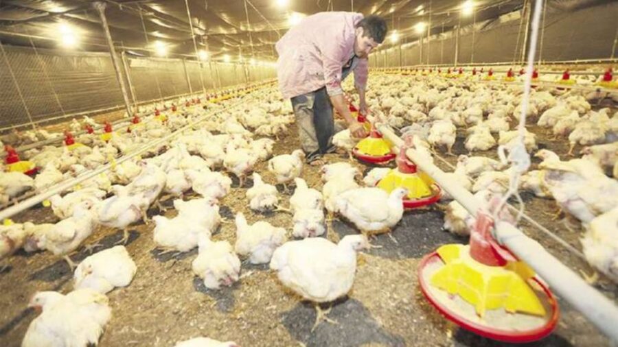 crianza_de_pollos_0_0