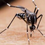 dengue_mosquito_lt