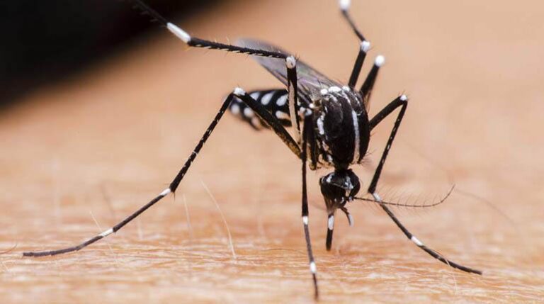 dengue_mosquito_lt