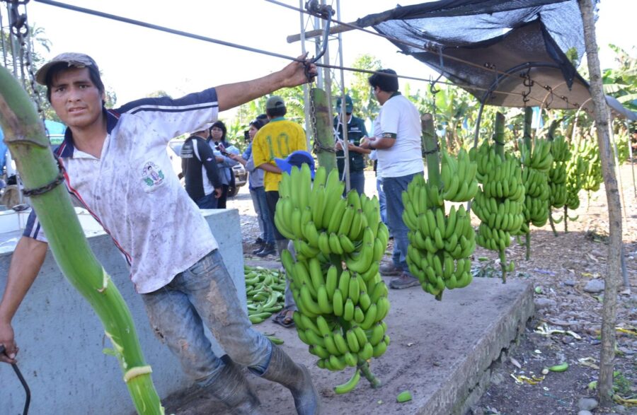 productores bananeros