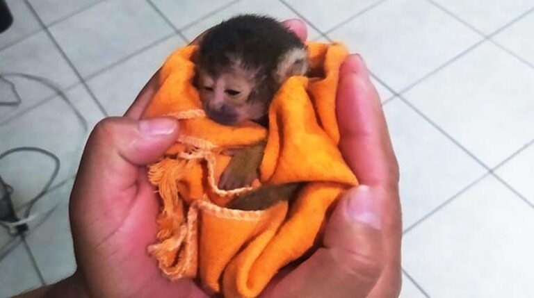 El mono bebé rescatado por la Gobernación de Cochabamba y la Pofoma