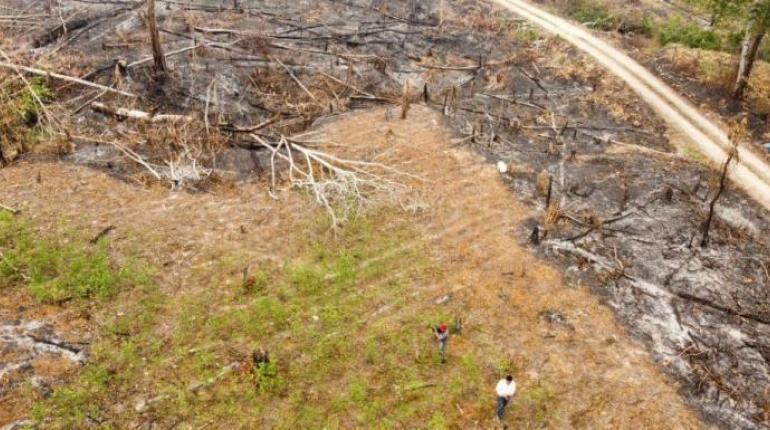 Las plantaciones de coca estaban en el ANMI Amboró
