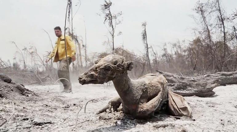 Animales afectados por los incendios forestales