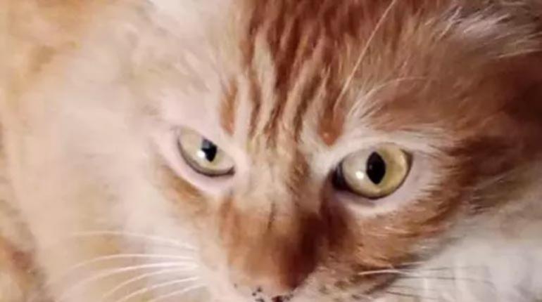 gato