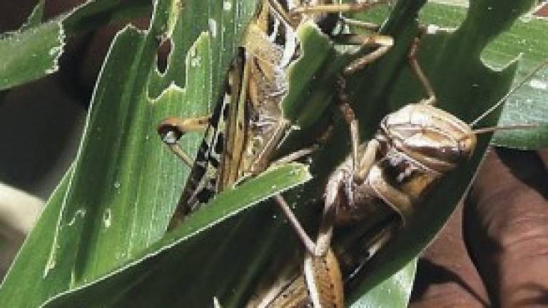 langostas en yacuiba