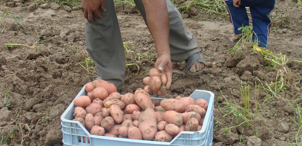 Agricultores-de-papa-e1599877170667