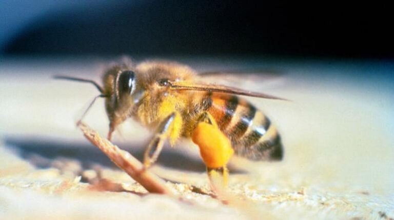 abejas