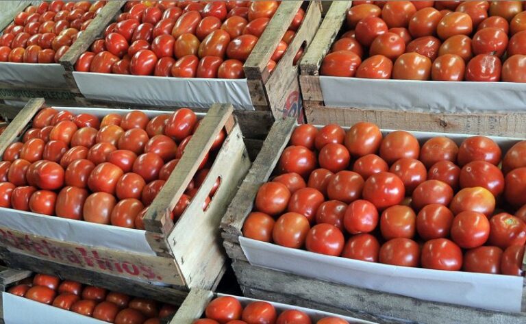 tomate-precio