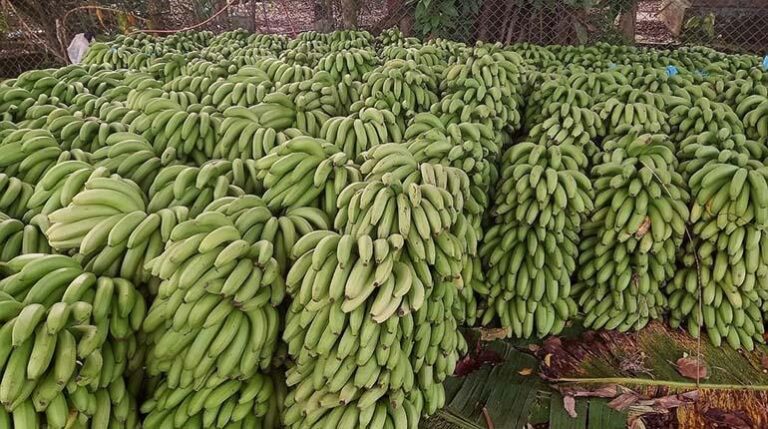 bananos_abi_ed_listo