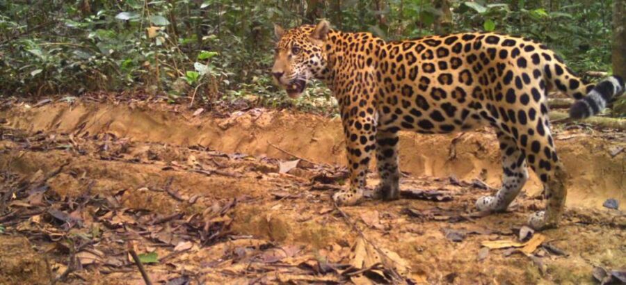 jaguar_731385581_1140x520