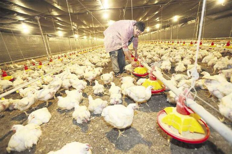 crianza-de-pollos