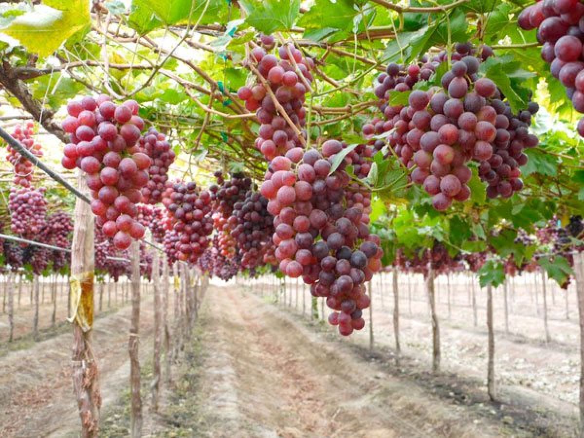 UVAS TARIJEÑAS