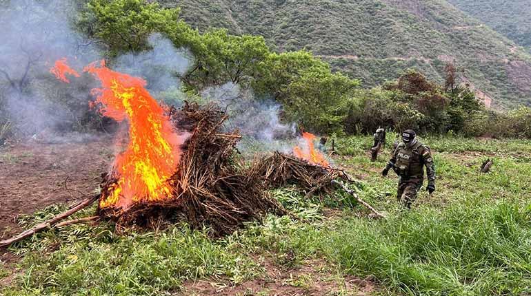 marihuana_incineracion_ed_va