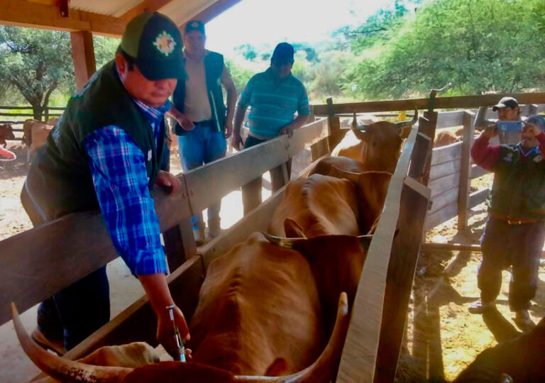 VACUNACION SENASAG BOVINA