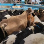 vacas-1024x576