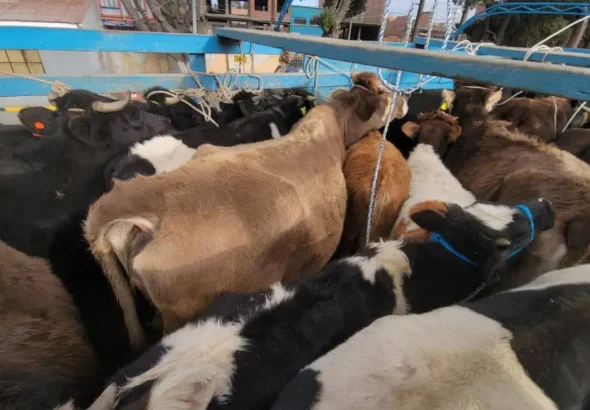 vacas-1024x576