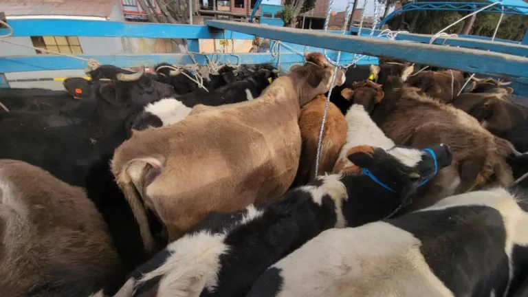vacas-1024x576
